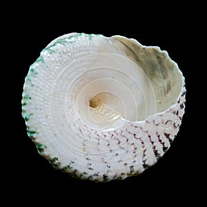 Green Tectus pyramis seashell on black background