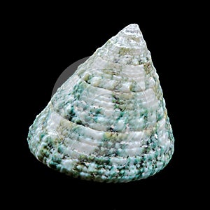 Green Tectus pyramis seashell on black background