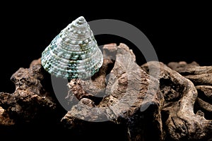 Green Tectus pyramis seashell on on driftwood