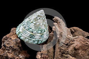 Green Tectus pyramis seashell on on driftwood