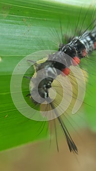 green tenacious feather blur strong