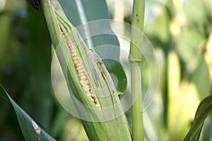 The green and tender corn cobs were peeled apart, partially exposing the corn seeds