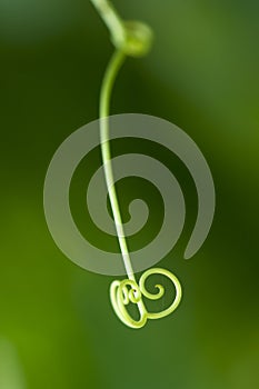 Green tendril