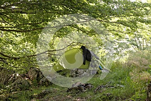 Green tent with basic trekking gear under branches of beeches in woods