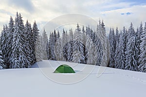 Green tent stands on the snowy lawn in the cold winter day. High spruce trees. Touristic camping rest place.