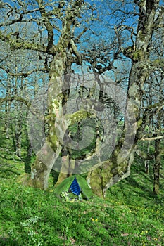 Green tent under secular oak trees in Malabotta Wood