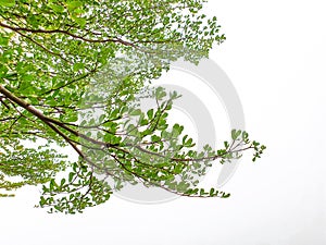 The green tentacle outspreading form the tree. The green branch and the white clear sky.