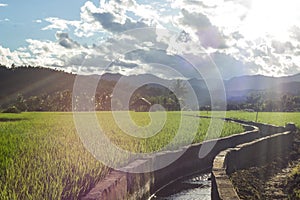 The green terace field in malanoi maehongson thailand