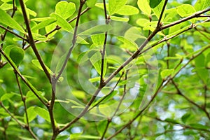 Green Terminalia ivorensis leaf in nature garden