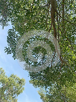 Green Terminalia ivorensis tree in nature garden