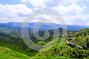 Green terraced fields, terrace along mountains