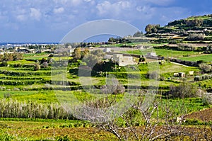 Green terraced meadows, Malta