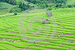 Green Terraced Rice Field