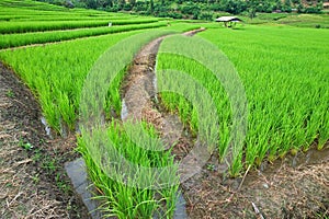 Green Terraced Rice Field