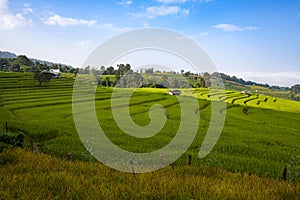 Green Terraced Rice Field at Ban Pa Bong Peay in Chiangmai, Thai