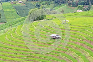 Green Terraced Rice Field, green rice fields in the countryside in Chiang Mai, Thailand