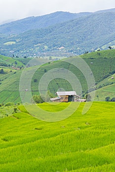 Green Terraced Rice Field, green rice fields in the countryside in Chiang Mai, Thailand