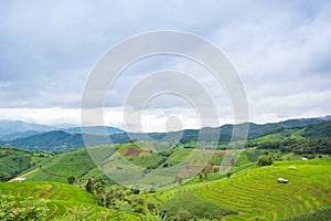 Green Terraced Rice Field, green rice fields in the countryside in Chiang Mai, Thailand