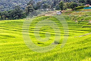 Green Terraced Rice Field in Mae Klang Luang , Mae Chaem, Chiang Mai