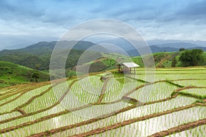 Green Terraced Rice Field in Pa Pong Pieng ,Chiang Mai, Thailand