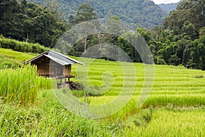 Green terraced rice field with small hut at countryside in Chiang Mai, Thailand. Mountain nature view at background. Simple life