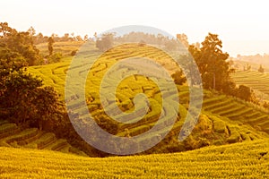 Green Terraced Rice Field during sunset at Ban Pa Bong Peay in C