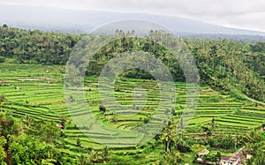 Green terraced rice fields