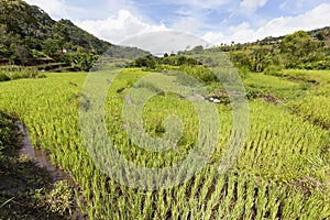 Green terraced rice plants photo