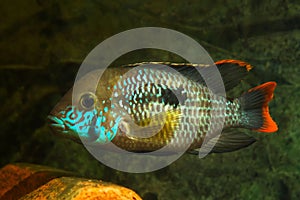 Green terror, Andinoacara rivulatus, active stunning colored female, popular domestic ornamental Cichlidae fish, favourite species