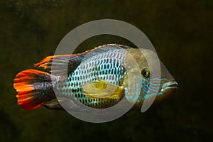 Green terror, Andinoacara rivulatus, male in bright breeding colors, popular domestic ornamental Cichlidae fish, no plants photo