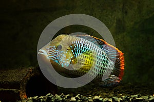 Green terror, Andinoacara rivulatus, male in stunning spawning colors, popular domestic ornamental Cichlidae fish in nature aqua photo