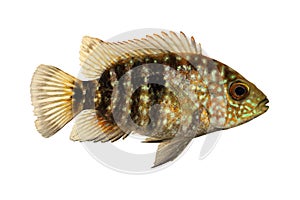 Green Texas cichlid Herichthys cyanoguttatus aquarium fish