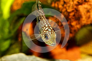 Green Texas cichlid Herichthys cyanoguttatus aquarium fish