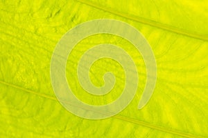 Green texture background from leaf.Close up.