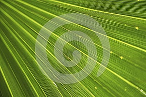 Green texture of banana palm tree leaf. Nature background. Green texture of palm tree leaf. Nature background. strip green line on