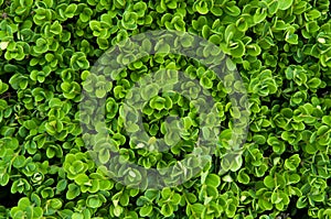 Green texture closeup shrub leaves