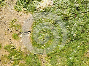 Green Texture in the Green Texture in the Water,River water,Green wall paper in the River WaterWater,