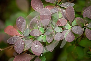 Green texture. Leaf after rain texture background. Concept of netural organic greenery, eco-friendly pattern, summer time,