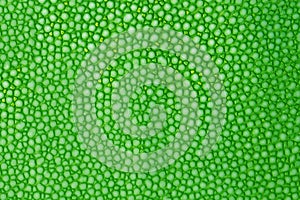 Green texture leather shagreen