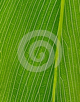 Green texture of palm leaf