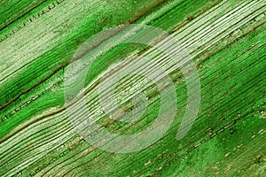 Green texture of wooden boards.