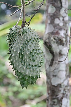 Green textured guanabana fruit with tree