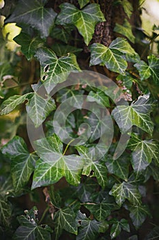 Green leaves growing on tree