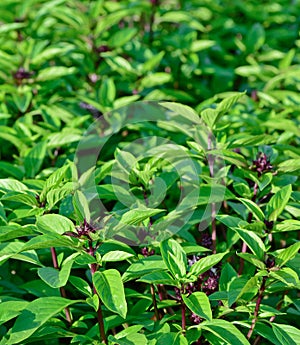 Green thai basil in garden