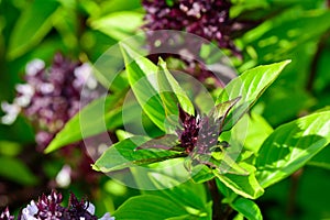 Green thai basil in garden