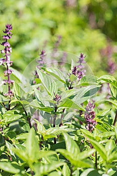 Green thai basil in garden.