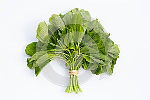 Green Thai spinach on white