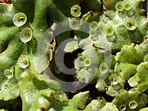 Green thallus and Gemma cups on common liverwort Marchantia polymorpha