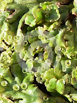 Green thallus and Gemma cups on common liverwort Marchantia polymorpha