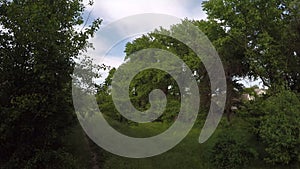 Green thick grove with trees and grass